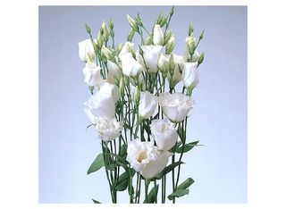 9 Еустоми, Бели | 1 piece