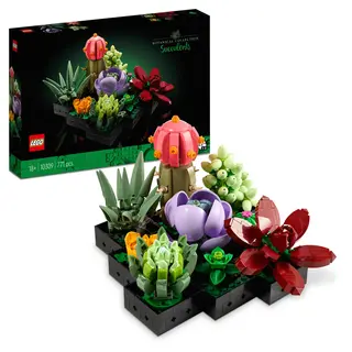 Plante Suculente - 10309
