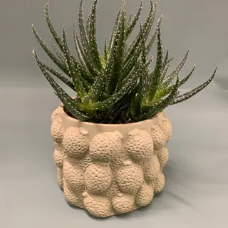 Grassa in vaso ceramica 