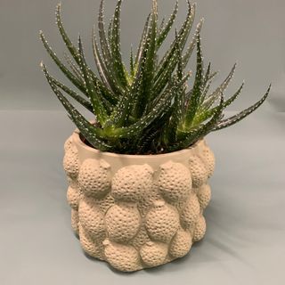 Grassa in vaso ceramica 