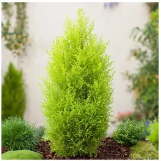 Pini verde