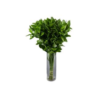 Ruscus