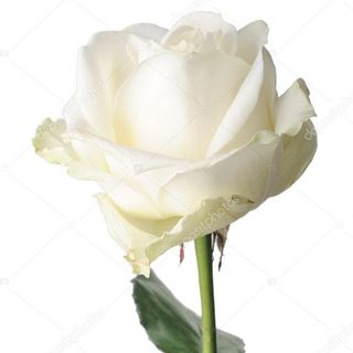 RÓŻA BIAŁA 5 SZTUK