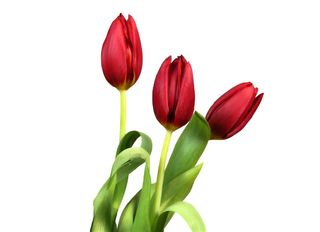 Червени Лалета 3 Бр