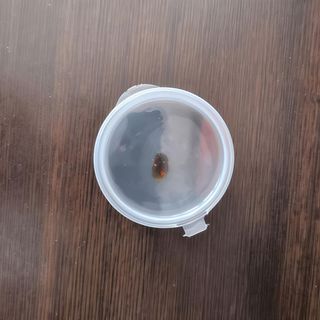 Salsa di soia grande