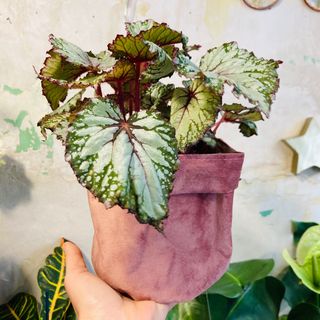 Begonia 