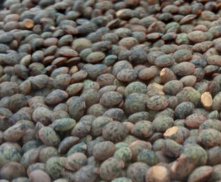 Lenteja Verdina ecológica