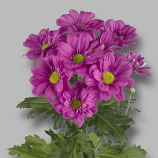 Różowa chryzantema