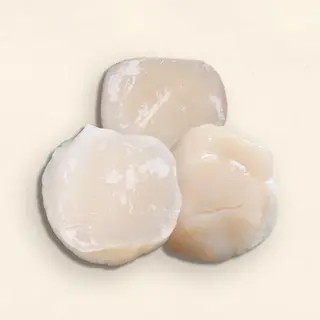Սկալոպ Սաշիմի 
