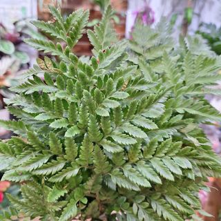 Tallo de Helecho de Cuero