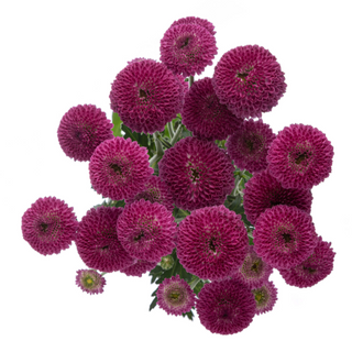 Crisantemo Santini Morado Flor Suelta(Por unidad/No es un ramo/No bouquet) 