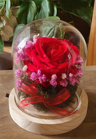 Redoma com Rosa Preservada e Vivas Seco