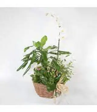 Cistell Amb Plantes Variades