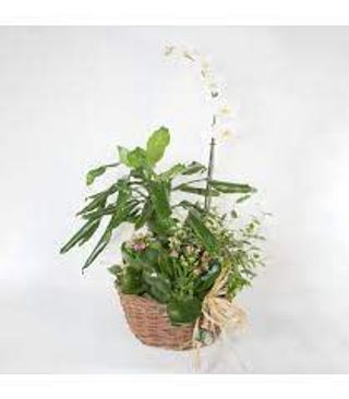 Cistell Amb Plantes Variades