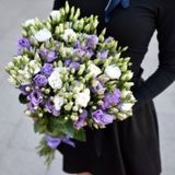 Eustoma alb-violet