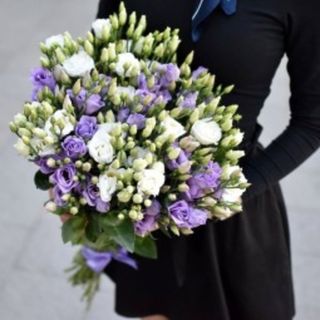 Eustoma alb-violet