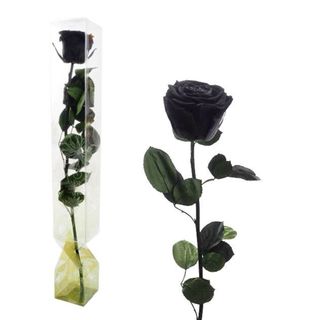 Rosa Eterna Negra Tallo Largo