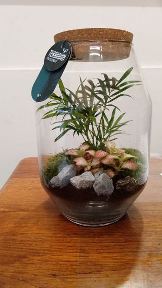 Terrarium 