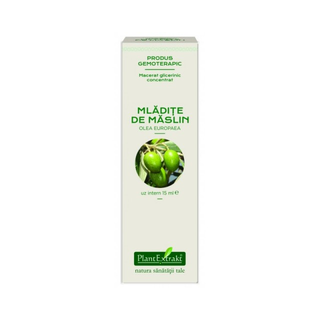 Extract concentrat din mladite de maslin (OLEA EUROPAEA)