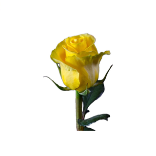 Rosa amarela 