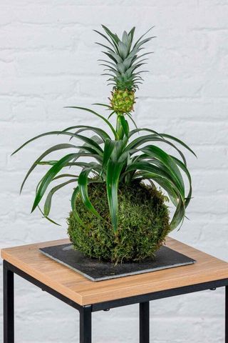 Kokedama piña