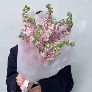 Pink Matthiola