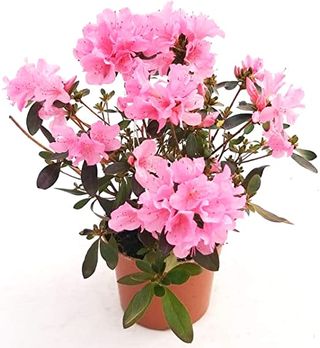 Azalea