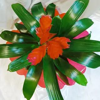 planta