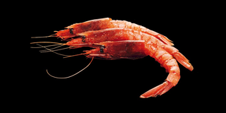 Amaebi Sashimi