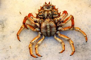 Centolla Gallega Mas De 1 Kg. Mas De 1 Kg.