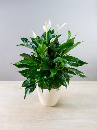 Spathiphylium
