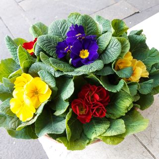 Sestino di primule extra bellicimo 