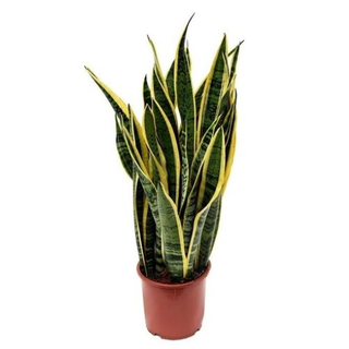 Sansevieria