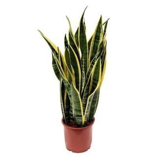Sansevieria