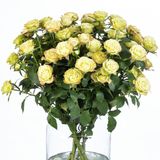 ჰოლანდიური ჯუჯა ვარდები 6 ტოტი