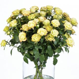 ჰოლანდიური ჯუჯა ვარდები 6 ტოტი