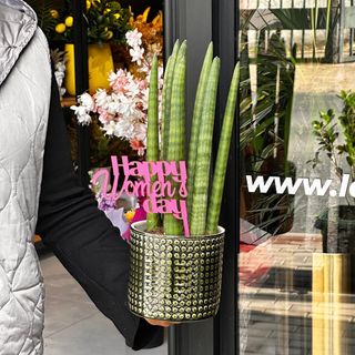 Sansevieria avec pot