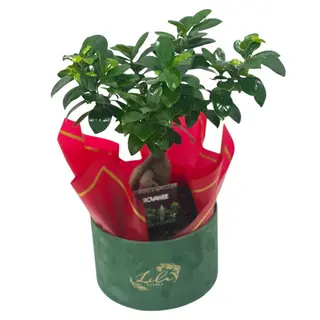 Bonsai în cutie de catifea
