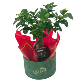 Bonsai în cutie de catifea