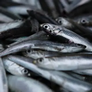 Sardine