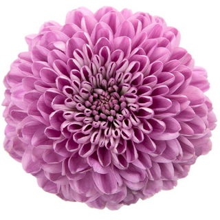  Crisantemo Uniflora Morado Flor Suelta (Por unidad/No es un ramo) 