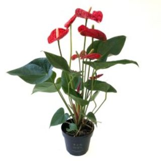 Anthurium