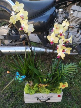 Cutie cu orhidee și plante decorative