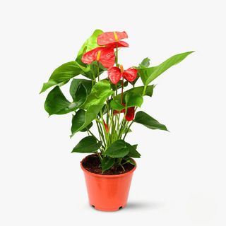 Anthurium 