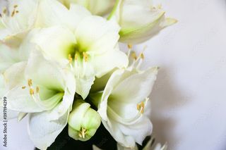  Lilium bianco bouquet