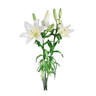 Fleur De Lys