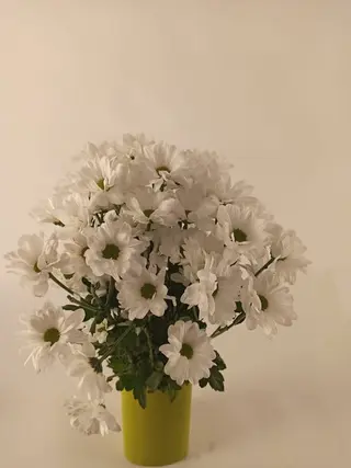 White daisy 