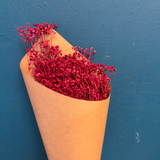 Brooms rojizo rosado