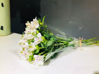 ასტრომერიის თაიგული 