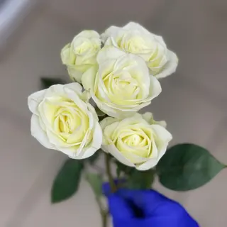 Minirosa alba